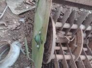 Grajewo ogłoszenia: Sprzedam sieczkarnie - zdjęcie