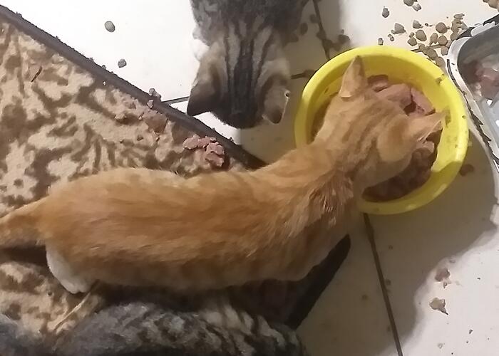 Grajewo ogłoszenia: Oddam 3 koty